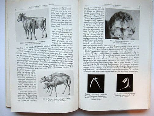 Zwillinge 0123 Sta 4